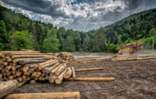 Potlatch Prepares for the Future of Timberlands