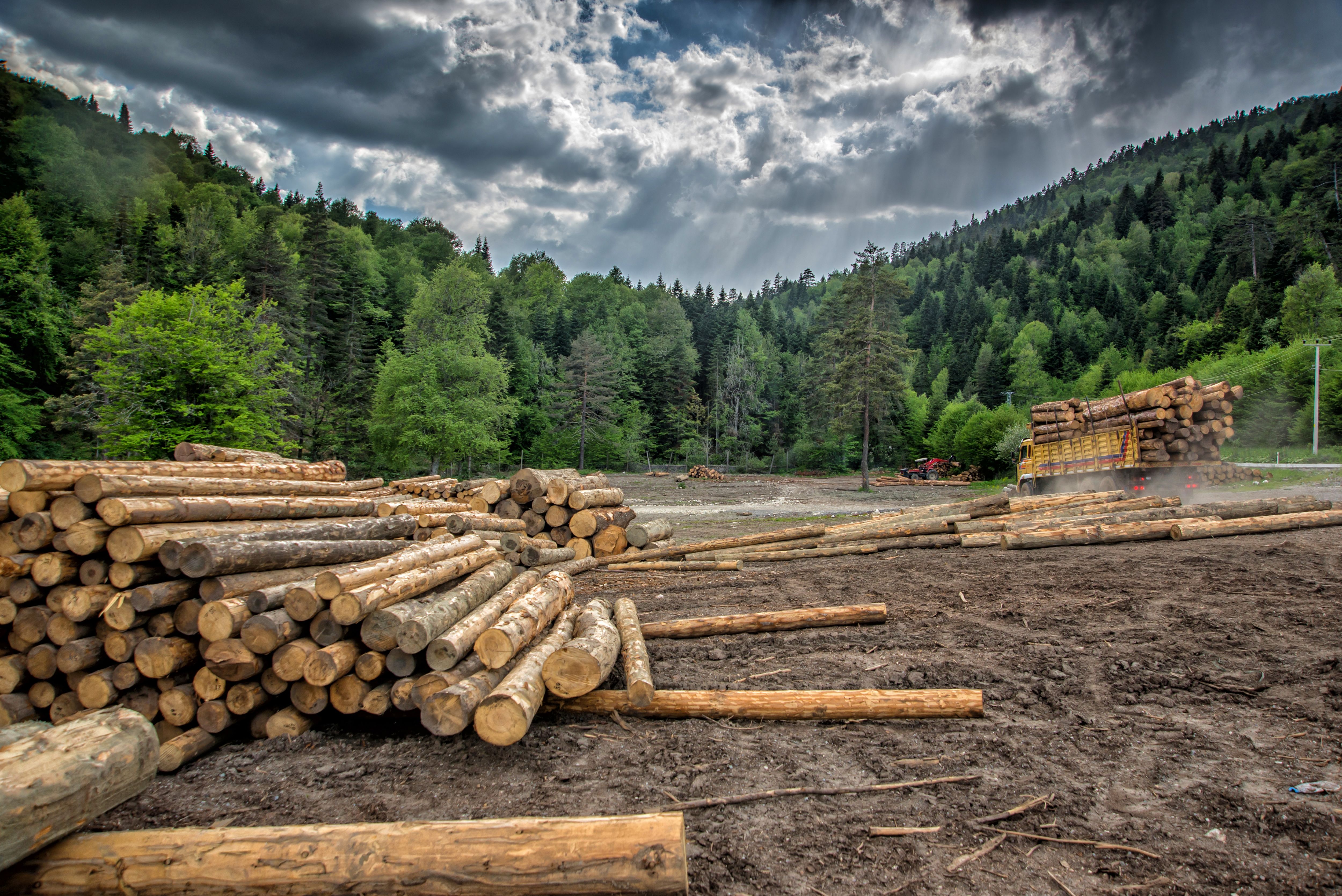 Potlatch Prepares for the Future of Timberlands