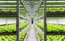 Hardee Fresh Gets $56 Million Loan for New Indoor Farm in Georgia